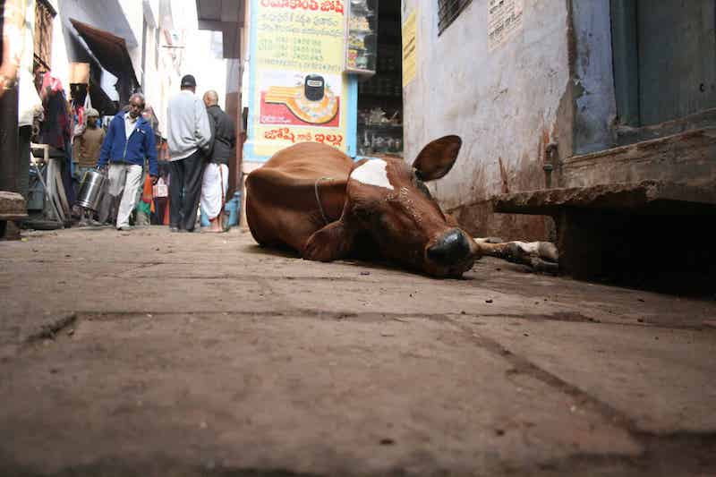 Varanasi India. You can meet anyone on the street.